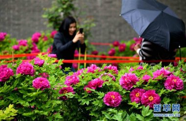 河北石家庄正定荣国府超微茄子视频在线看污影视基地内的牡丹花次第开放