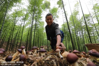 又带动山区农气流茄子视频在线看污民增收致富