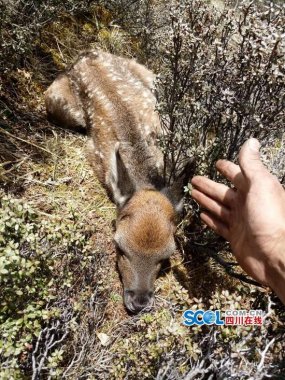 与鹿群不超微茄子视频在线看污期而遇